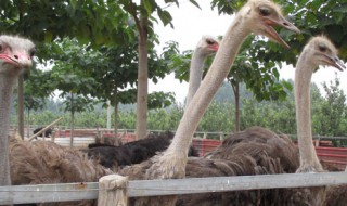 鴕鳥是國家保護動物嗎（鴕鳥是國家保護動物嗎?可不可以吃?）