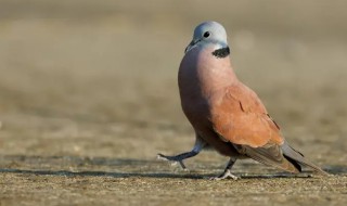 斑鳩是國(guó)家保護(hù)動(dòng)物嗎（野生斑鳩是國(guó)家保護(hù)動(dòng)物嗎）