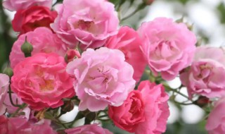 薔薇種子催芽方法 薔薇種子如何催芽