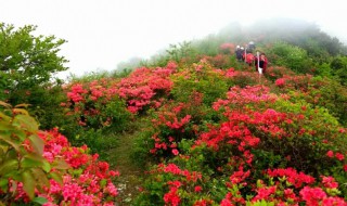 映山紅是杜鵑花嗎 映山紅屬于杜鵑花嗎