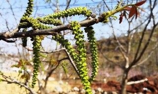 核桃花怎么晒干 核桃花怎么晾晒