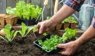 苹果树下种菜怎么种（种苹果树的步骤）