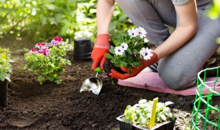 適合室內(nèi)種植的花（適合室內(nèi)種植的花卉植物）