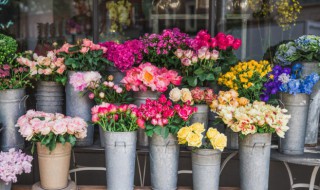 陽臺種薔薇要多大的盆 陽臺種薔薇適合用什么盆