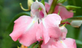 鳳仙花水培方法（鳳仙花是水培還是土培）