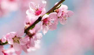 阳台种盆栽桃花好吗（家里可以种盆栽桃花吗）