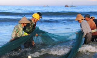 塘里魚要怎么養(yǎng)（塘魚 怎么養(yǎng)殖）