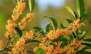 桂花怎么樣保存（桂花怎么樣保存香味）