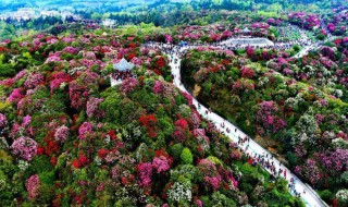 百里杜鹃旅游攻略 百里杜鹃旅游攻略民宿