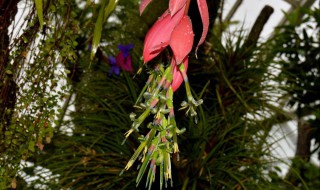 垂花水塔花什么時候開花（垂花水塔花幾月份開花）