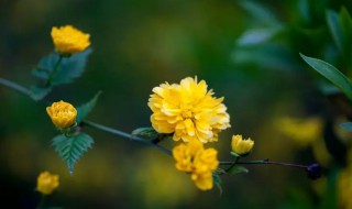 棣棠花什么時(shí)候開花（棠棣花幾月開）