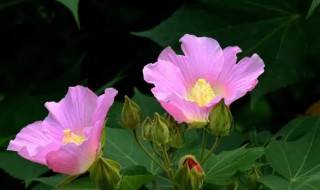 木芙蓉花什么时候开花（木芙蓉花能开几天）