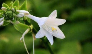 玉簪花什么時候開花（玉簪花會開花嗎）