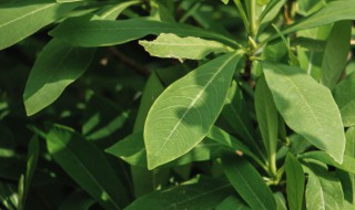 结香花什么时候开花 结香花啥时候开花