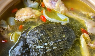 甲魚放什么材料煲湯（甲魚放什么材料煲湯好）