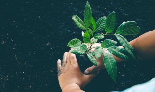 果树种植方法及管理 果树栽植的操作步骤