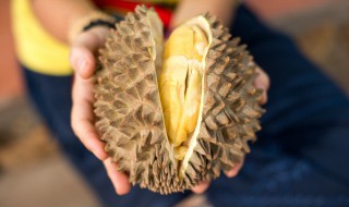 榴莲果树种子种植方法（榴莲种子盆栽种植方法如下）