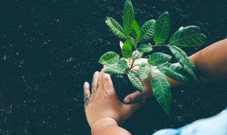 亚磷酸钾果树种植方法 亚磷酸钾对幼果的影响