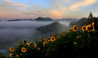 向日葵播种方法（玩具熊向日葵播种方法）