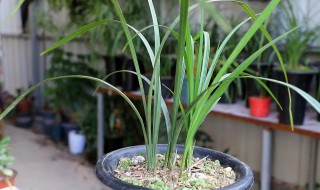 秋芝怎么栽培 秋芝用什么植料種好