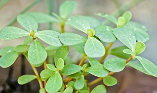 馬齒莧什么時(shí)候播種（馬齒莧什么時(shí)候播種最好）