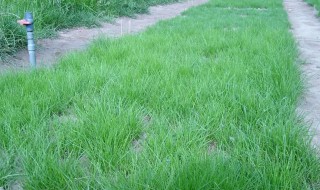草坪草籽播种方法 草坪草籽种植技术
