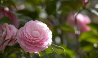 屋頂花園栽種的注意事項(xiàng) 屋頂花園要注意什么