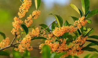 桂花栽種注意事項(xiàng) 桂花樹(shù)栽培技術(shù)及注意事項(xiàng)有哪些?