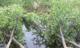 香椽樹栽種注意（香椽種植條件及技術）