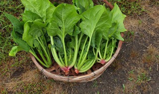 菠菜煮多長時(shí)間 菠菜煮多長時(shí)間可以去除草酸