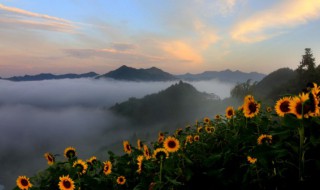 向日蔡什么时候种 向日葵什么季节开花