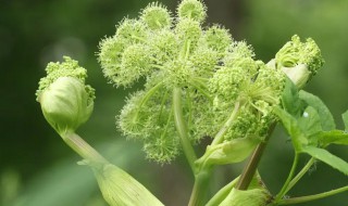 白芷什么时候种（白芷什么时候种植最佳）