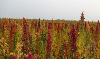 藜麦什么时候种（藜麦什么时候种植北方）