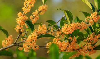 晒干的桂花怎么保存 晒干的桂花怎么保存?