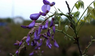 葛花怎么晒干（葛花怎么晒干保存）