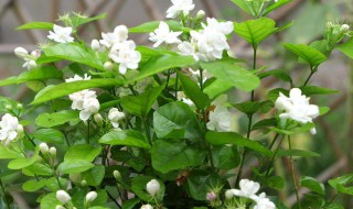 适合室内养有香味的花 室内养有香味的花,什么花好