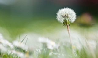 蒲公英花怎么曬干 蒲公英花怎么曬干制茶