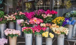 北方室内四季常开的花（北方室外四季常开的花）