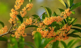 桂花怎么栽培方法（桂花怎样栽）