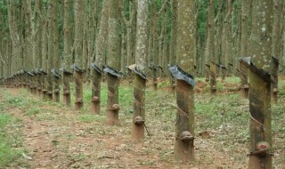 橡胶树栽培种植方法 橡胶树移栽