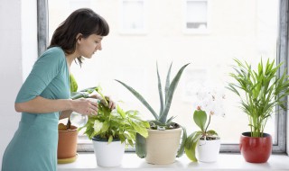 室內(nèi)最好養(yǎng)的開花的花 常開花好養(yǎng)的室內(nèi)花