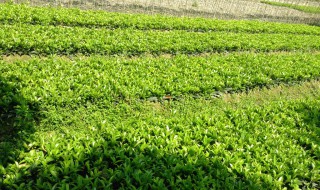 日香桂什么时候种植比较好（日香桂几年的苗可以开花）