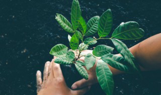 春暖花开什么时候种植树 春天什么时候植树