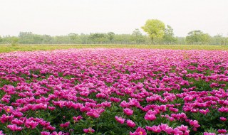 白芍什么時候種植最好（白芍什么時間種植合適）