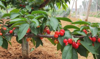 什么时候种植车厘子苗（车厘子什么时候栽植）