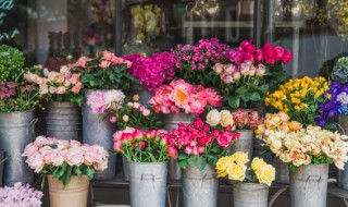 北京露天什么時(shí)候種植花（北京什么時(shí)候播種）