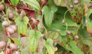 山药豆什么时候种植 山药豆是几月份种植的