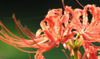 彼岸花什么时候种植（彼岸花什么时候种植球茎好）