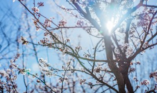 梅花什么时候种植（梅花什么时候种植合适）