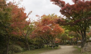 紫叶李的栽培方法 紫叶李的种植方法